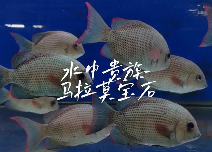 馬拉莫寶石魚圖片|馬拉莫寶石魚 馬拉莫寶石魚圖片|馬拉莫寶石魚 龍魚百科 第6張