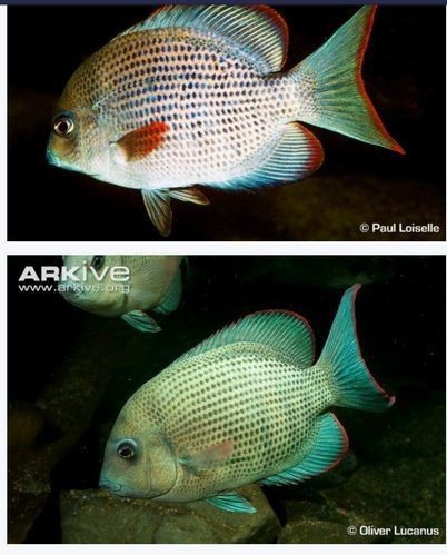 馬拉莫寶石魚圖片|馬拉莫寶石魚 馬拉莫寶石魚圖片|馬拉莫寶石魚 龍魚百科 第11張