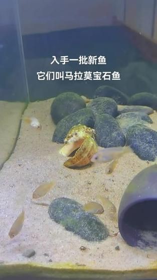 馬拉莫寶石魚圖片|馬拉莫寶石魚 馬拉莫寶石魚圖片|馬拉莫寶石魚 龍魚百科 第13張