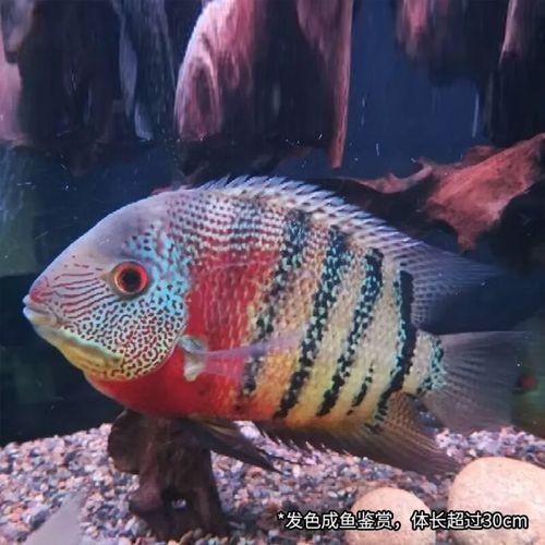 馬拉莫寶石魚圖片|馬拉莫寶石魚 馬拉莫寶石魚圖片|馬拉莫寶石魚 龍魚百科 第15張