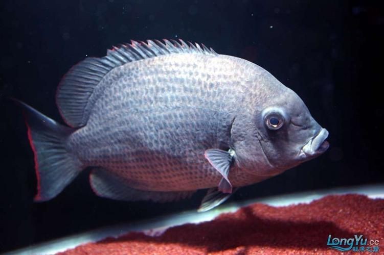 馬拉莫寶石魚圖片|馬拉莫寶石魚 馬拉莫寶石魚圖片|馬拉莫寶石魚 龍魚百科 第10張