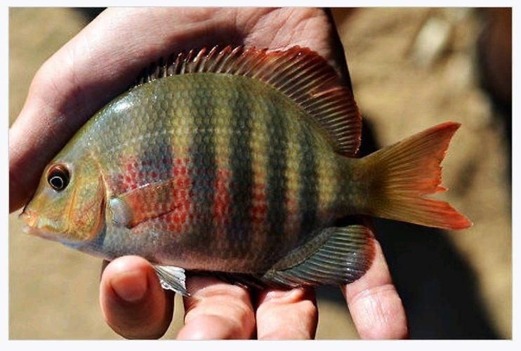 馬拉莫寶石魚圖片|馬拉莫寶石魚 馬拉莫寶石魚圖片|馬拉莫寶石魚 龍魚百科 第19張