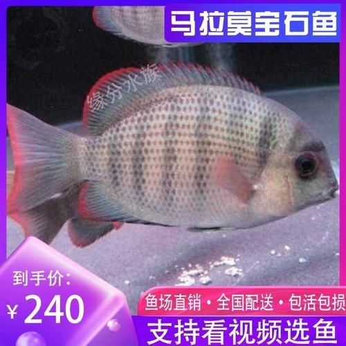 馬拉莫寶石魚圖片|馬拉莫寶石魚 馬拉莫寶石魚圖片|馬拉莫寶石魚 龍魚百科 第21張