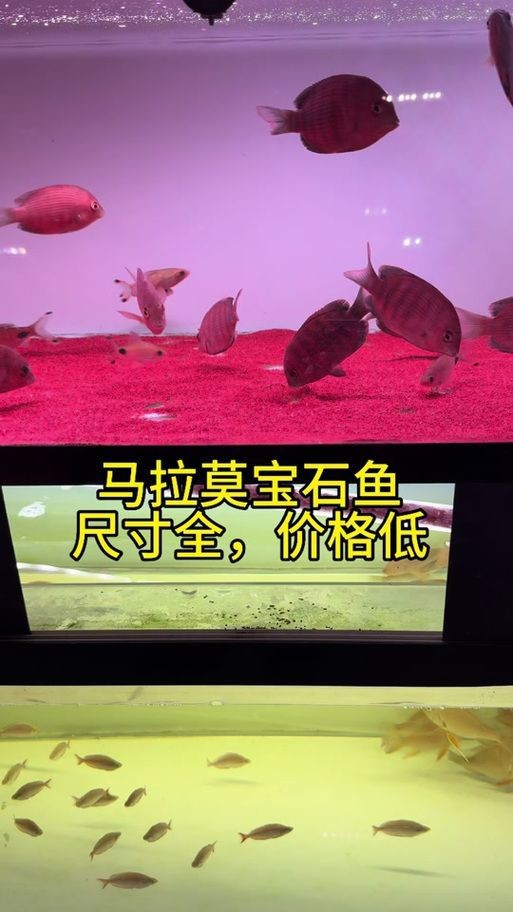 馬拉莫寶石魚圖片|馬拉莫寶石魚 馬拉莫寶石魚圖片|馬拉莫寶石魚 龍魚百科 第20張