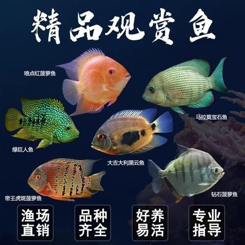 馬拉莫寶石魚圖片|馬拉莫寶石魚 馬拉莫寶石魚圖片|馬拉莫寶石魚 龍魚百科 第26張