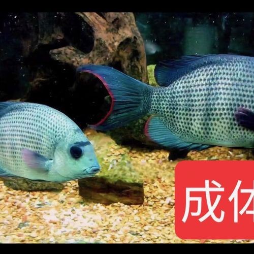 馬拉莫寶石魚圖片|馬拉莫寶石魚 馬拉莫寶石魚圖片|馬拉莫寶石魚 龍魚百科 第24張