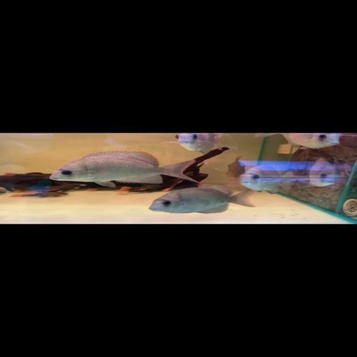 馬拉莫寶石魚圖片|馬拉莫寶石魚 馬拉莫寶石魚圖片|馬拉莫寶石魚 龍魚百科 第23張