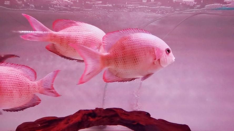 馬拉莫寶石魚圖片|馬拉莫寶石魚 馬拉莫寶石魚圖片|馬拉莫寶石魚 龍魚百科 第22張