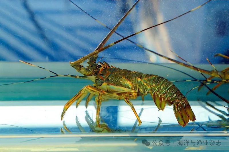 國內龍魚繁殖技術有哪些突破？|國內龍魚繁殖技術取得以下突破性進展：打破生殖隔離