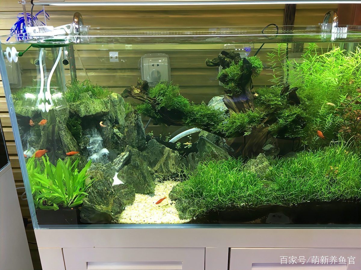 食土鯛怎么養才發色好|色素鯛養殖發色全攻略