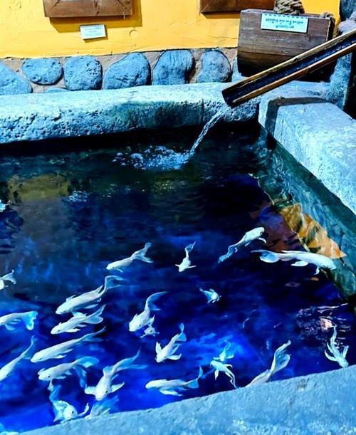 江南水族店|南邊有南梔子花南邊有南梔子花