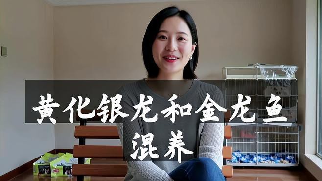 金龍魚和銀龍魚哪個更適合混養？|金龍魚和銀龍魚可以混養嗎