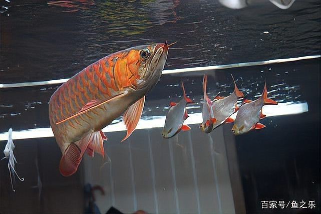 給我推薦幾張紅龍魚壁紙|優(yōu)質(zhì)紅龍魚壁紙及來源