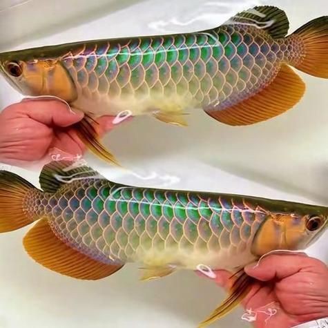 金龍魚真假對(duì)照?qǐng)D高清|如何快速區(qū)分金龍魚品質(zhì)