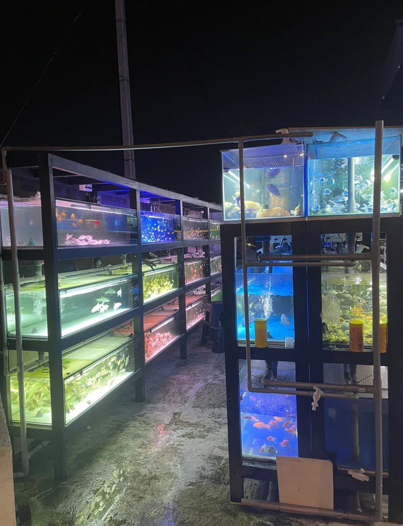 高縣水族店|高縣有哪些潛在的水族市場