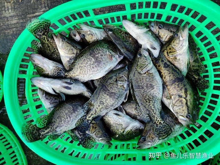 四川土鳳魚(yú)多少錢(qián)一斤|四川土鳳魚(yú)價(jià)格分析與產(chǎn)業(yè)觀察