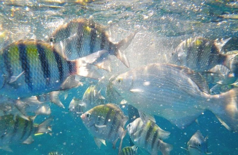 哪些魚用肺呼吸|現(xiàn)存的用肺呼吸的魚類主要為肺魚具有獨特的呼吸系統(tǒng)適應(yīng)能力