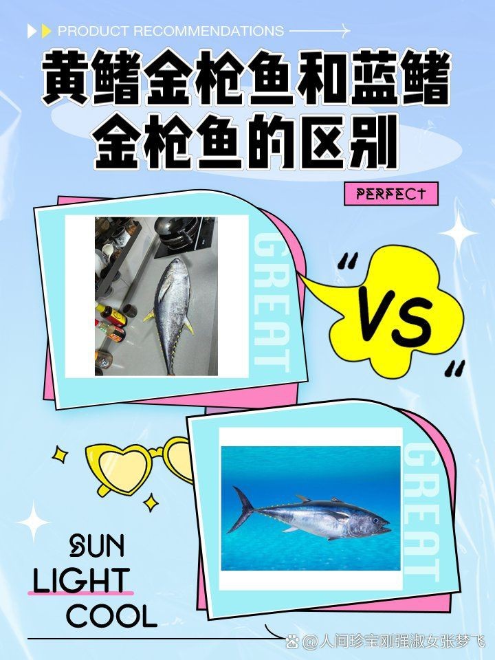 藍黃鰭魚最忌三種顏色|黃鰭金槍魚和藍鰭金槍魚有什么區別