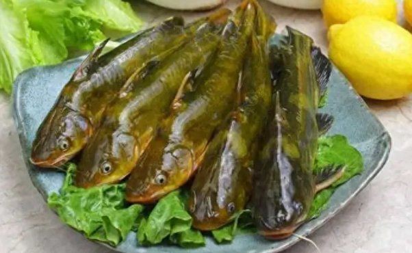 藍黃鰭魚最忌三種顏色|黃鰭金槍魚和藍鰭金槍魚有什么區別