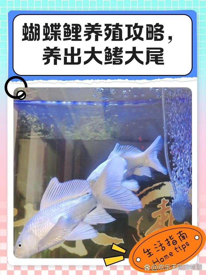 蝴蝶鯉發(fā)尾最簡單三個征兆|蝴蝶鯉發(fā)尾的三大征兆