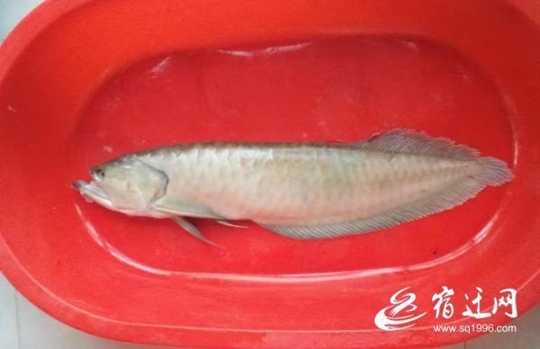 宿城龍魚店|宿城區(qū)旅游攻略