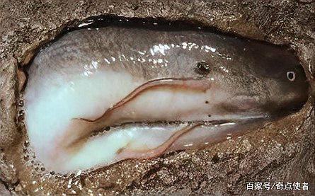 肺魚會被淹死嗎|\
