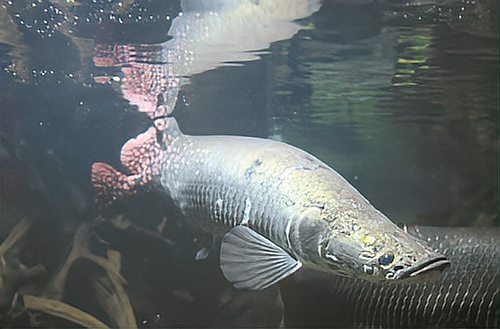 肺魚會被淹死嗎|\