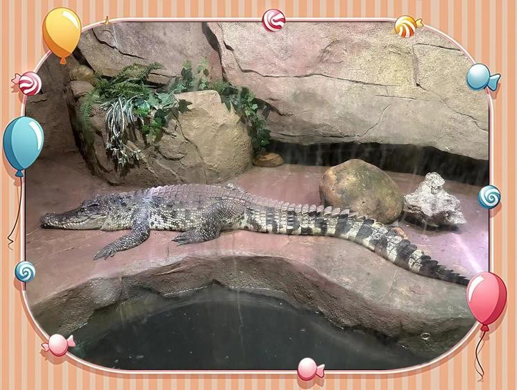 順德水族店|順德水族店介紹
