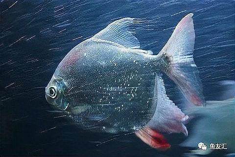 紅眼白子銀板魚好不好|紅眼白子銀板魚的優勢