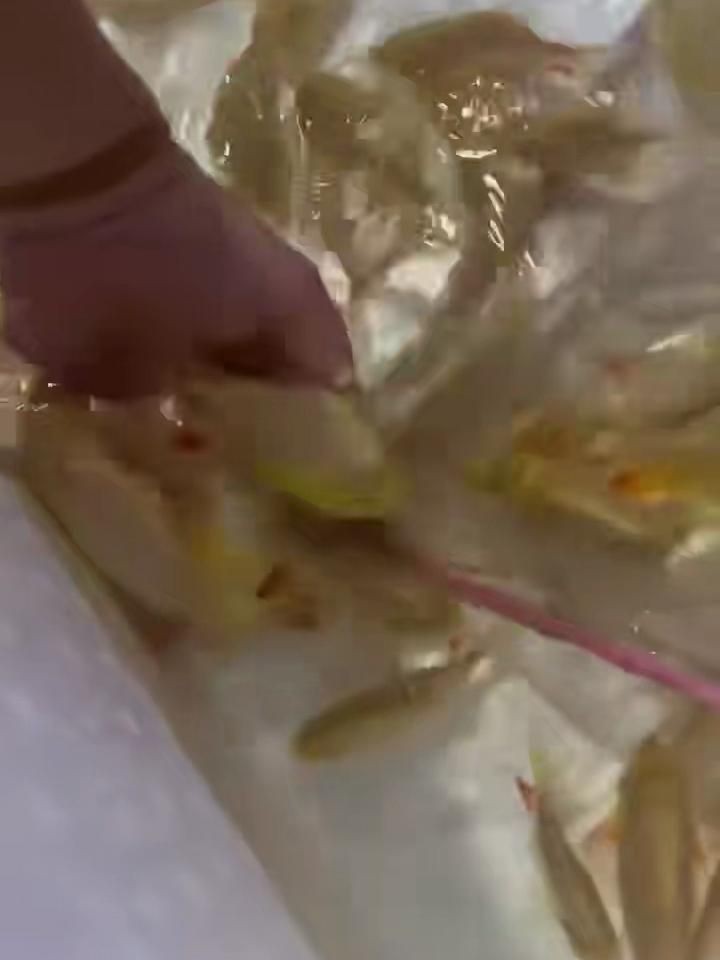 紅眼白子銀板魚好不好|紅眼白子銀板魚的優勢