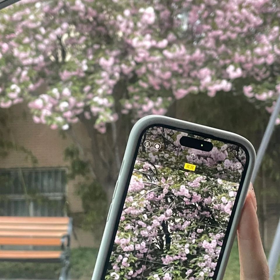 紅眼白子銀板魚好不好|紅眼白子銀板魚的優勢