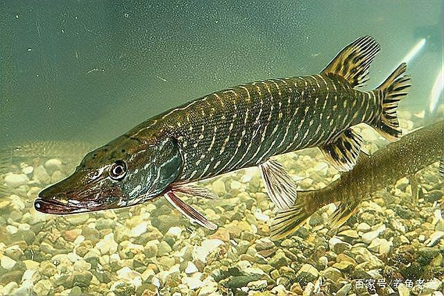 祥龍魚場是否直接銷售泰國雪鯽魚？，關(guān)于泰國雪鯽魚的一般性描述