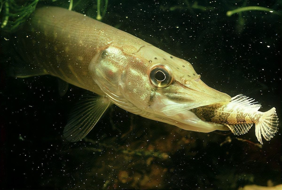 狗魚需要打氧氣嗎|狗魚是否需要打氧氣取決于養殖環境、密度、水溫等多重因素