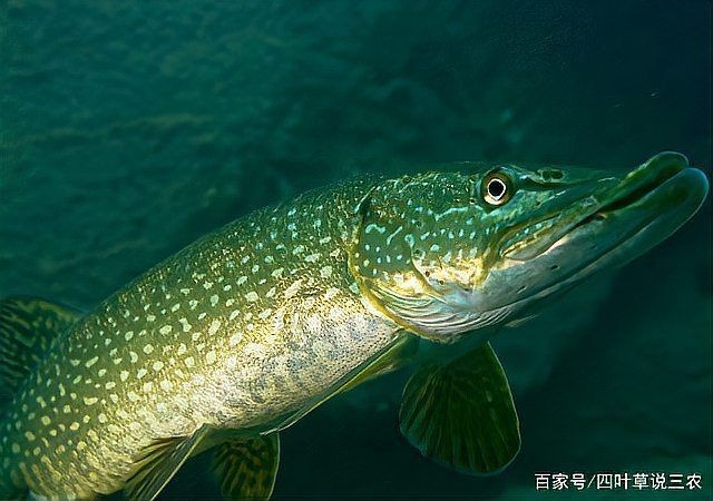狗魚需要打氧氣嗎|狗魚是否需要打氧氣取決于養殖環境、密度、水溫等多重因素