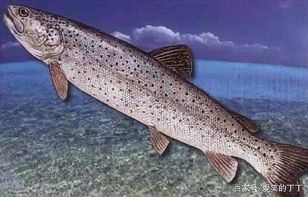 狗魚需要打氧氣嗎|狗魚是否需要打氧氣取決于養殖環境、密度、水溫等多重因素