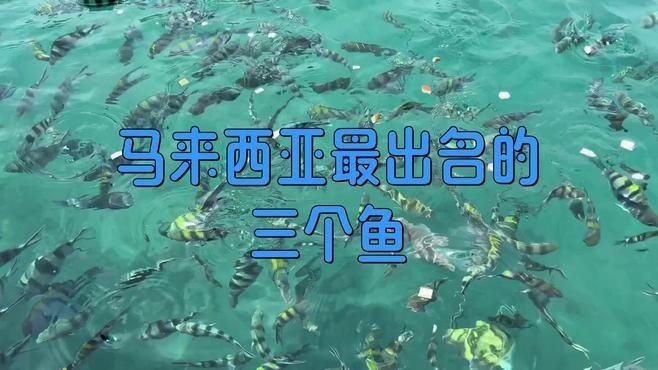 馬來西亞的國魚是什么|馬來西亞名貴魚種“忘不了魚”,湖州大叔養出國產版!忘不了魚