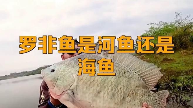 羅非魚是海魚嗎|羅非魚是海魚還是河魚