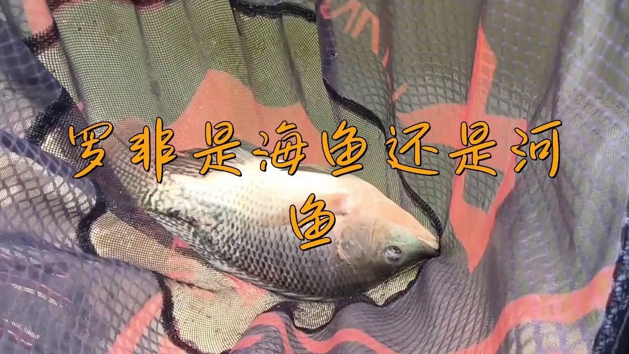 羅非魚是海魚嗎|羅非魚是海魚還是河魚