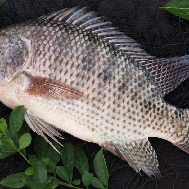 羅非魚是海魚嗎|羅非魚是海魚還是河魚