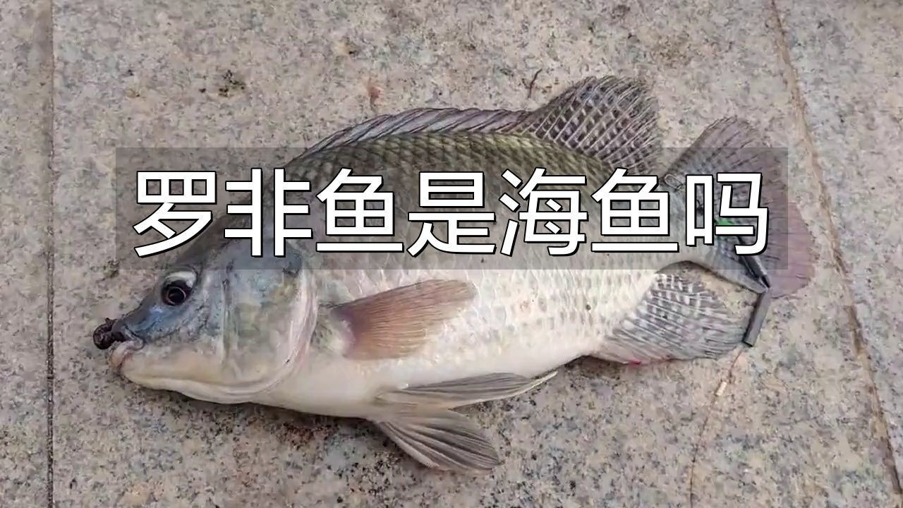 羅非魚是海魚嗎|羅非魚是海魚還是河魚