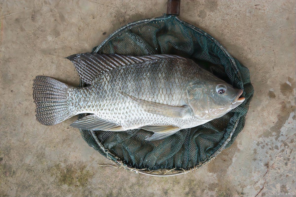羅非魚是海魚嗎|羅非魚是海魚還是河魚