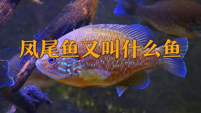 鳳尾魚是什么魚|鳳尾魚是一種具有重要經濟和文化價值的小型洄游性魚類
