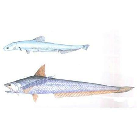鳳尾魚是什么魚|鳳尾魚是一種具有重要經濟和文化價值的小型洄游性魚類