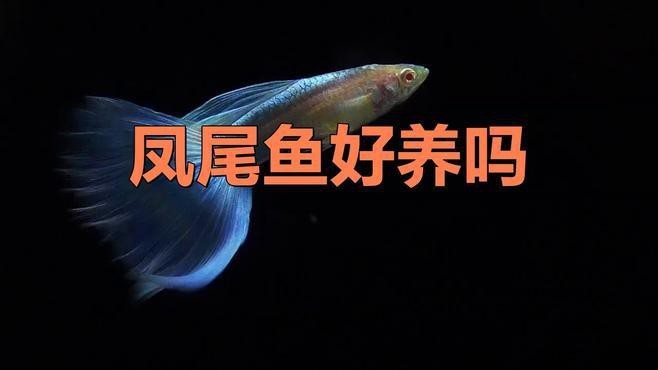 鳳尾魚是什么魚|鳳尾魚是一種具有重要經濟和文化價值的小型洄游性魚類