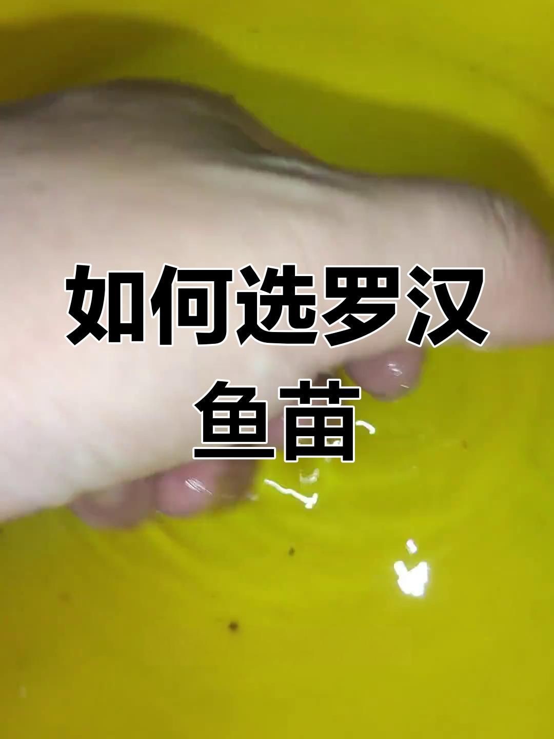 羅漢魚苗怎么挑選|如何挑選羅漢魚苗 龍魚百科 第4張 羅漢魚苗怎么挑選|如何挑選羅漢魚苗 羅漢魚苗怎么挑選|如何挑選羅漢魚苗 龍魚百科 第4張