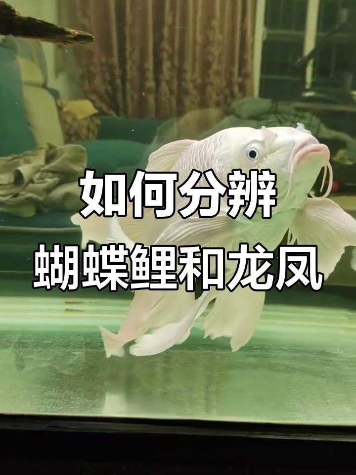 龍鳳錦鯉和蝴蝶鯉區(qū)分|如何分辨蝴蝶鯉和龍鳳錦鯉