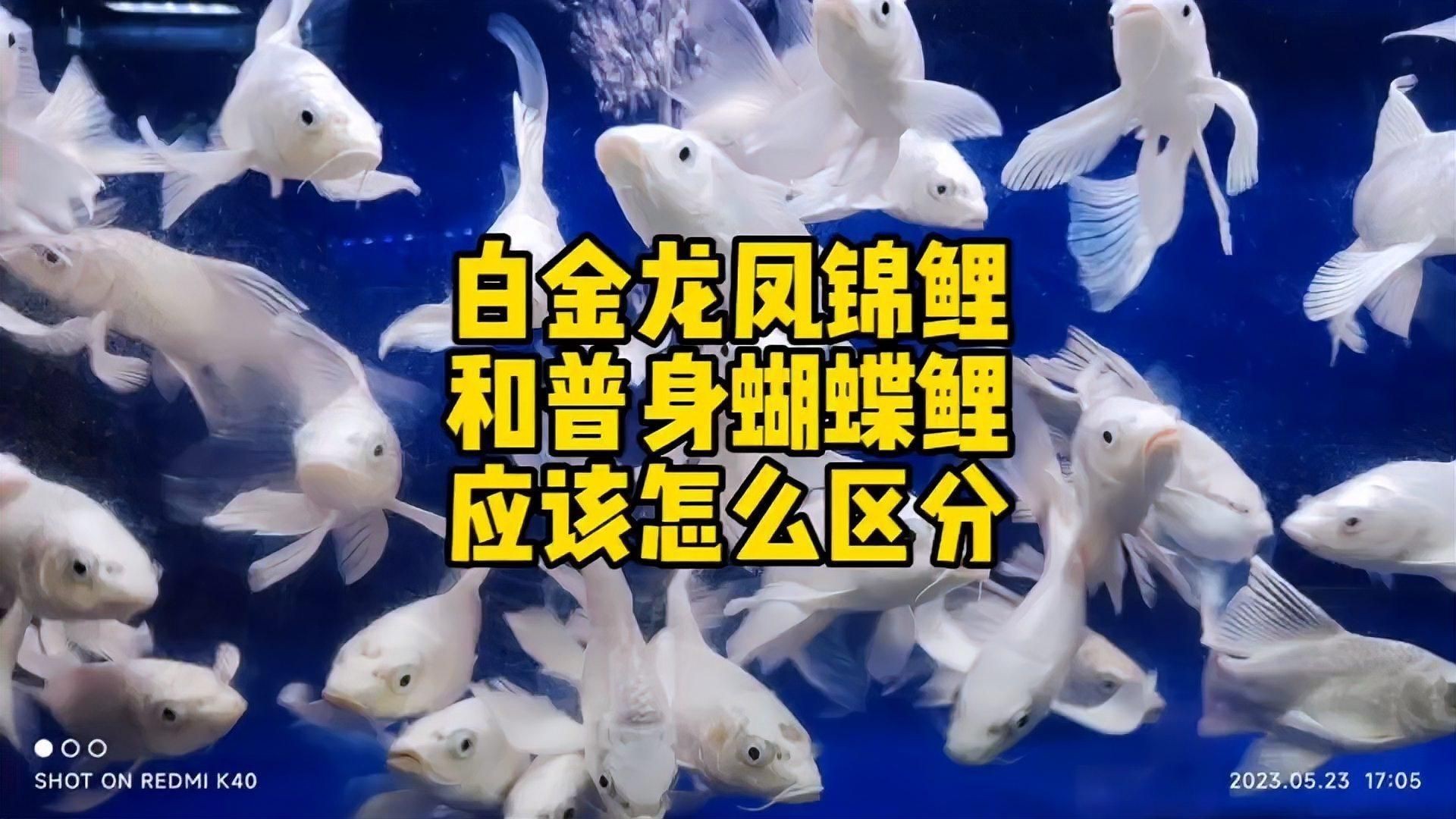 龍鳳錦鯉和蝴蝶鯉區(qū)分|如何分辨蝴蝶鯉和龍鳳錦鯉