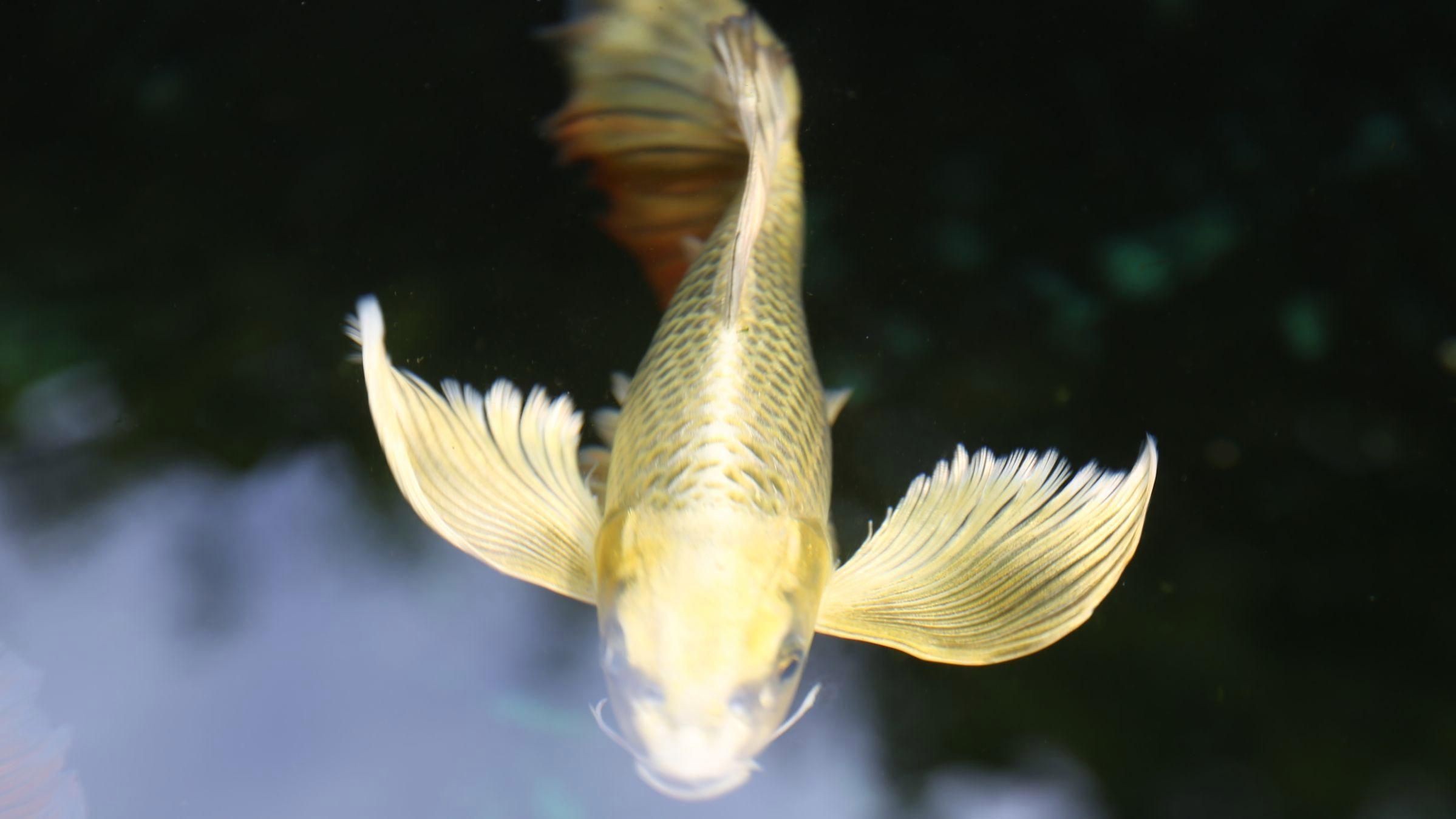 龍鳳錦鯉和蝴蝶鯉區(qū)分|如何分辨蝴蝶鯉和龍鳳錦鯉
