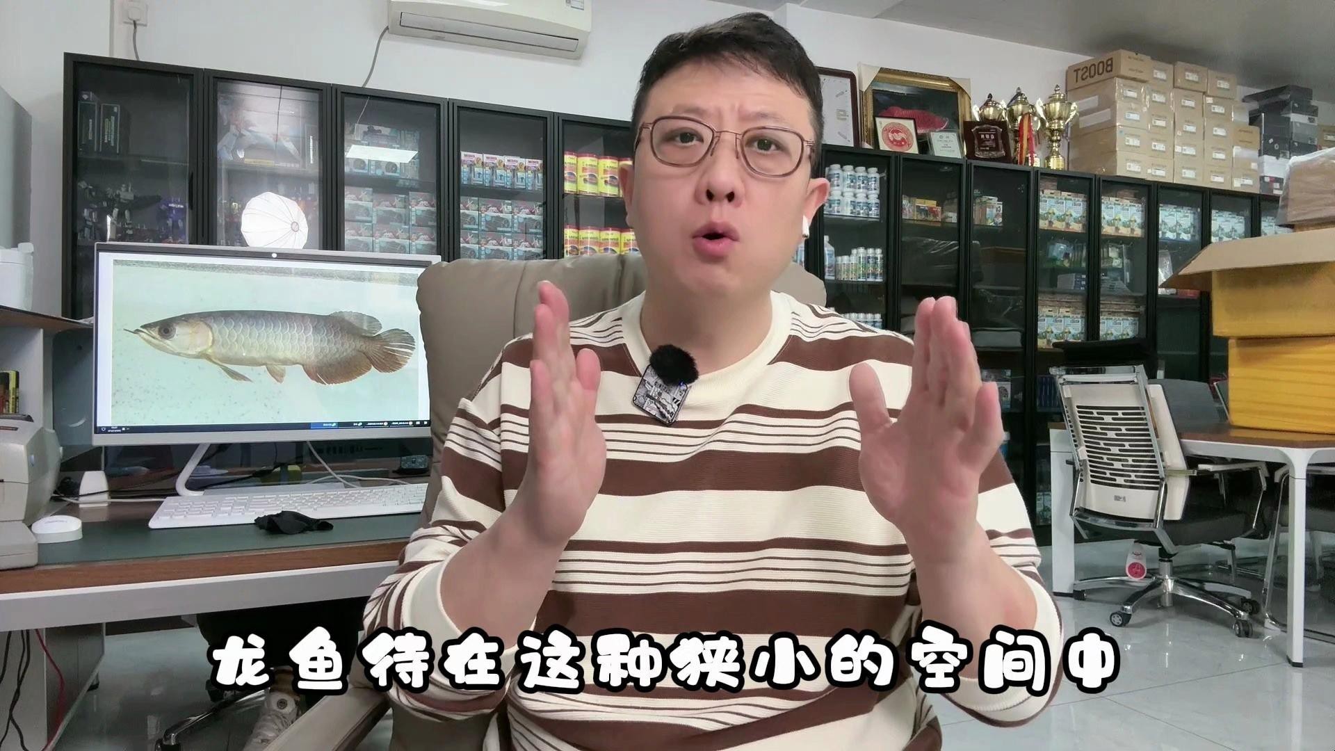 龍魚多大開始進入老年期？|如何判斷龍魚是否進入老年期？