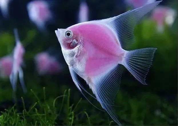 神龍魚的飼養(yǎng)方法是什么 神龍魚的飼養(yǎng)方法是什么 龍魚百科 第1張